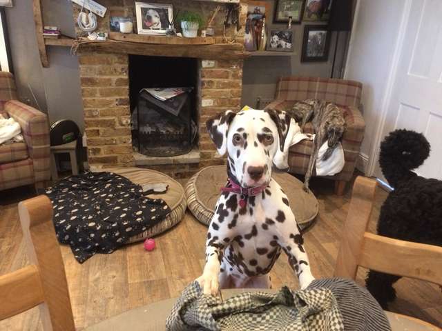 media 5