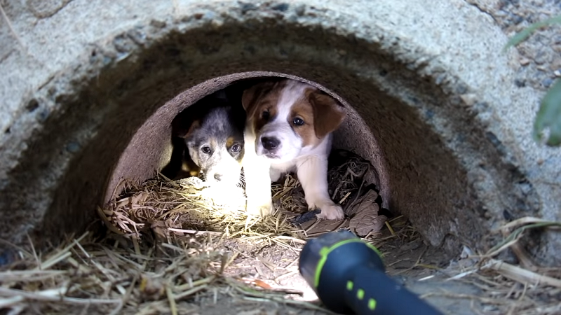 media 4