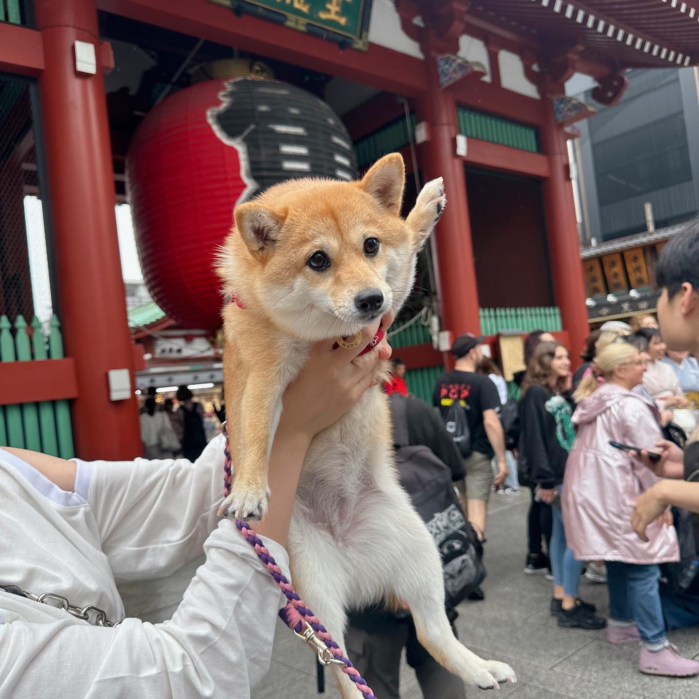 media 5